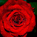 Llueve a una rosa roja