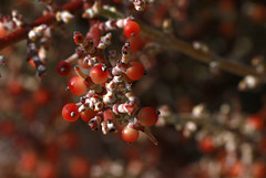 Desert Mistletoe Berries