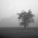 arbre dans la brume / tree in fog