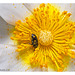 Beetle in Pollen