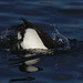 EF7A0301 Tufted Duck