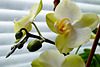 Gelb-Grüne Orchidee (2 x PiP)