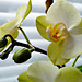 Gelb-Grüne Orchidee (2 x PiP)
