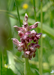 Orchis coriophora - Wanzen-Orchis
