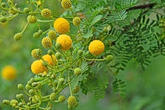 MONACO: Mimosa des quatre saisons ou Mimosa d'été (Acacia retinodes Schltr.) 02