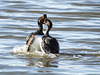 Eared Grebes in their mating dance