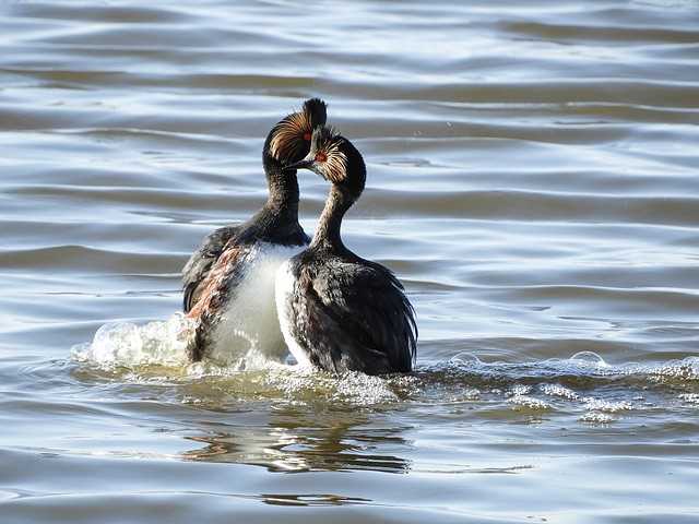 Eared Grebes in their mating dance