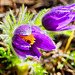 Frühlingsboten - Heralds of spring