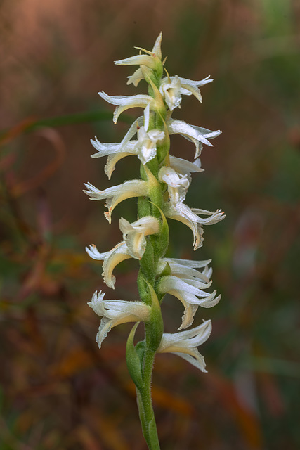 Spiranthes magnicamporum (Great Plains Ladies'-tresses orchid)