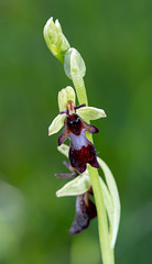 Ophrys insectifera - 2021-05-31--01