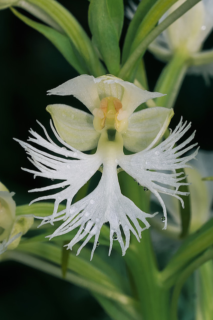 Platanthera leucophaea (Eastern Prairie Fringed orchid) [Explored 2018-06-22]