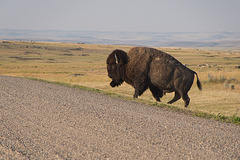 caution- bison crosssing
