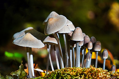Eine  Gruppe von kleinen Helmlingen - A group of small Mycena mushrooms