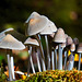 Eine  Gruppe von kleinen Helmlingen - A group of small Mycena mushrooms