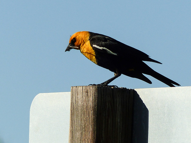Yellow-headed Blackbird with damselfly