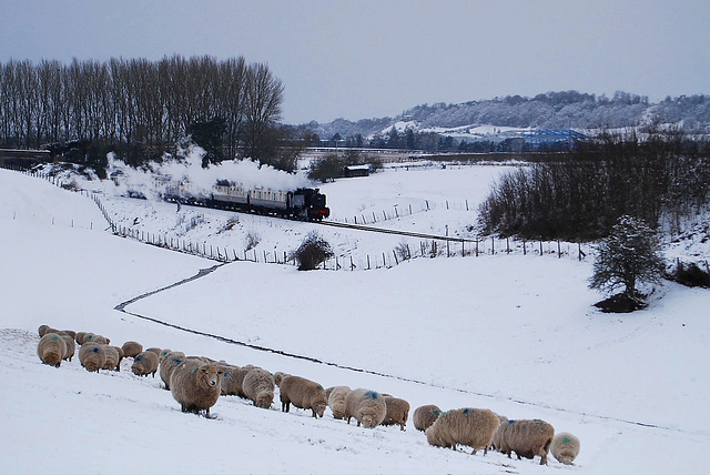 Sheep, snow, and fences!  HFF!