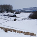 Sheep, snow, and fences!  HFF!