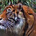 Sumatran Tiger 077 copy