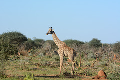Namibia, Erindi Game Reserve, Giraffe in Savannah