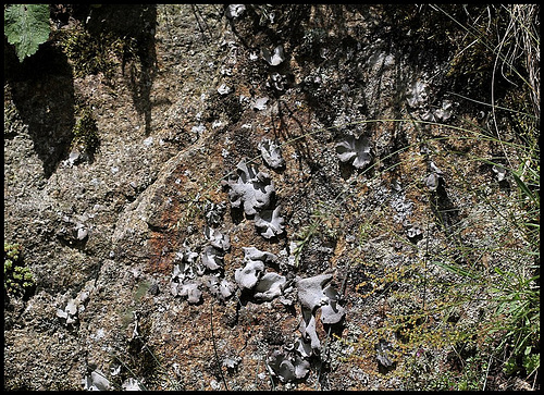 Umbilicaria sp Umbilicaria sp