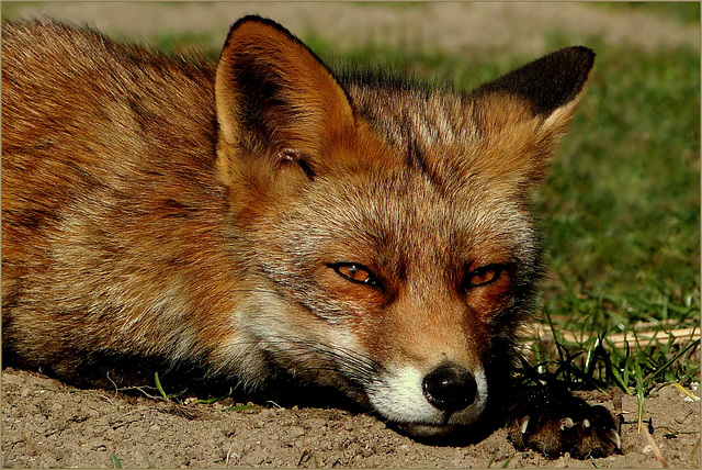 Portrait of a Fox...