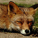 Portrait of a Fox...
