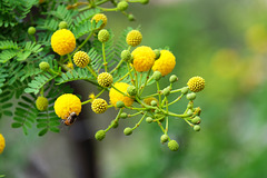 MONACO: Mimosa des quatre saisons ou Mimosa d'été (Acacia retinodes Schltr.) 03