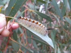 Caterpillar Port Augusta arid region Botanical Gardens