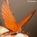 79 Pseudophasma bicolor Wings