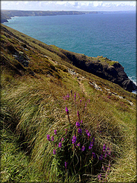 Tubby's Head with a foreground of purple loosestrife