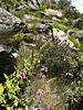 Late spring wildflowers and granite