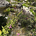 Late spring wildflowers and granite