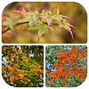 Autumn Colours Collage