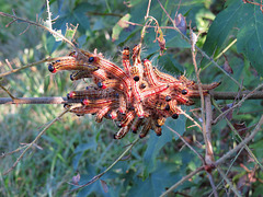 Caterpillars on oak branch
