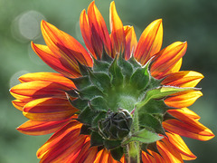 Backlit Sunflower