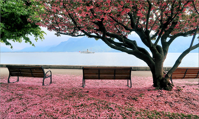 cherry blossom special