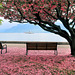 cherry blossom special
