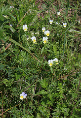 Viola tricolor - Pensée tricolore