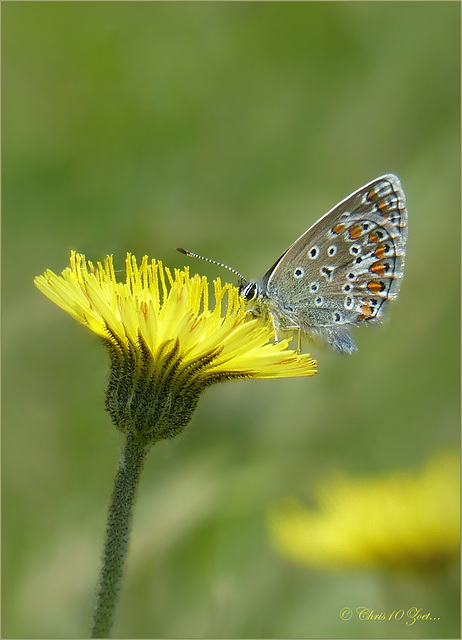 My first Common blue ~ Icarusblauwtje (Polyommatus icarus) this year 2016. They are so beautiful...