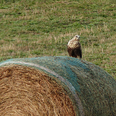 Rough-legged Hawk on a hay bale