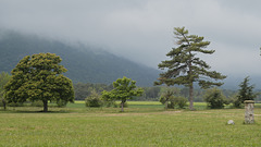 Forêt de Sainte Baume