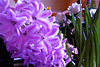 A purple hue to the flowers