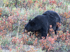 Black Bear on a distant hillside