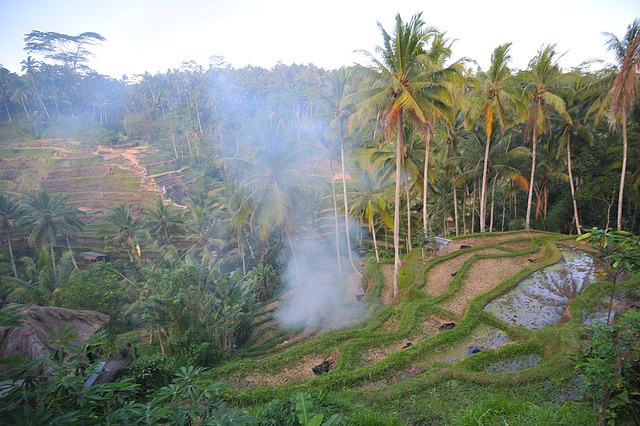 Paddyfield terraces in Ceking-Tegalalang