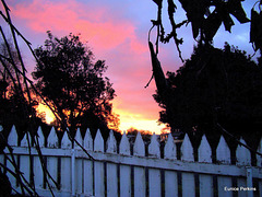 Evening Over the Fence.