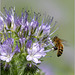 Phacelia (Phacelia tanacetifolia) with a little bee. It's so delicious to eat the candy ...