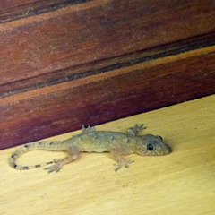 House Gecko, Asa Wright Nature Centre, Trinidad