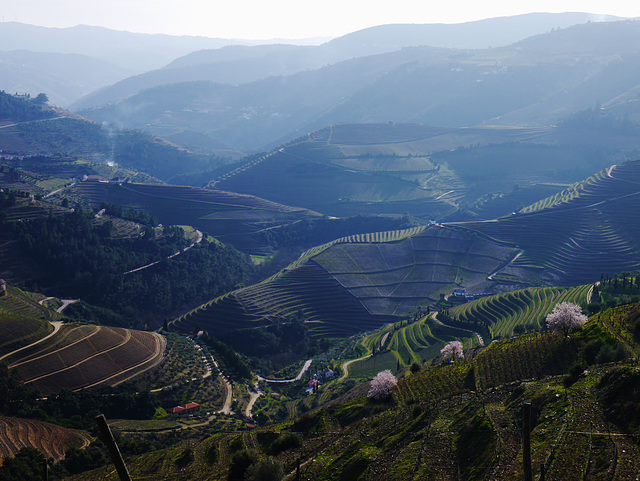 Goodby Douro - see you again in February