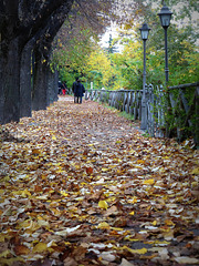 autumnal carpet - HFF !