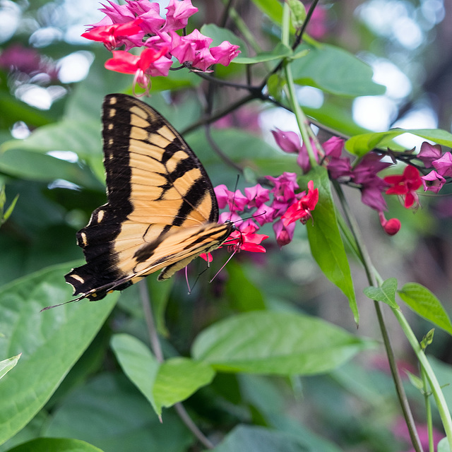 ButterflySpicebrushSwallowtail